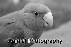 Animal Photography