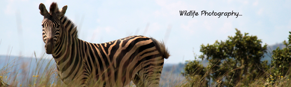 Wildlife Photography