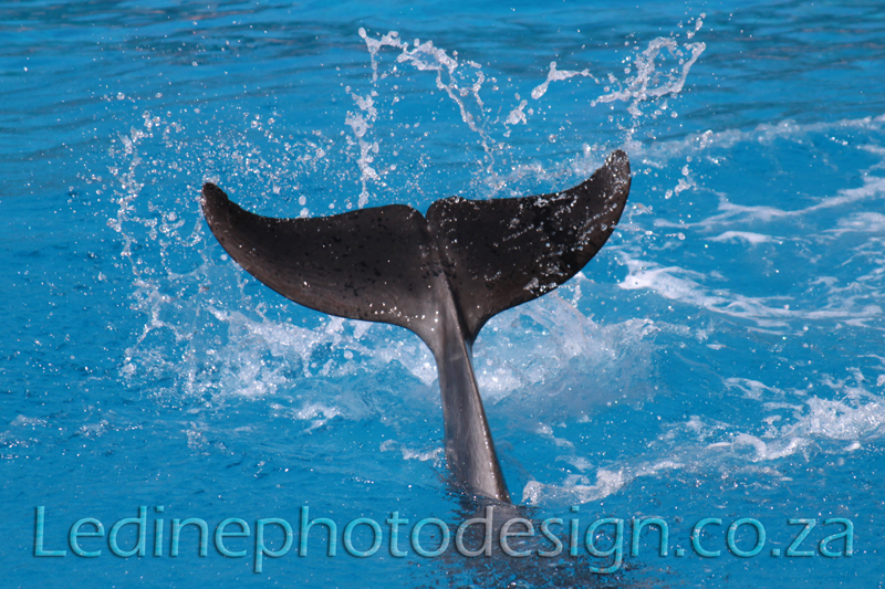 Animal Photo