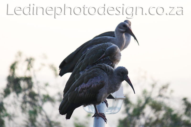 Bird Photograph