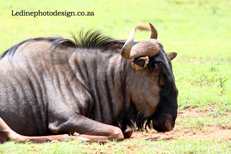 Blue Wildebeest
