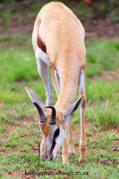 Buck