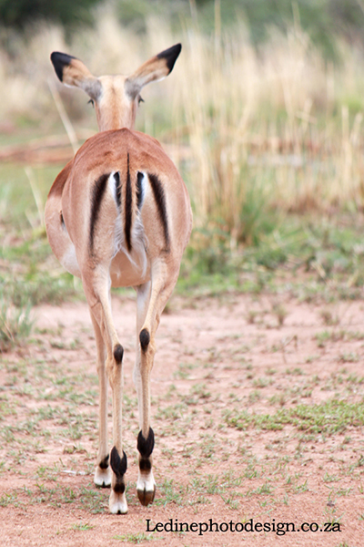 Wildlife Buck