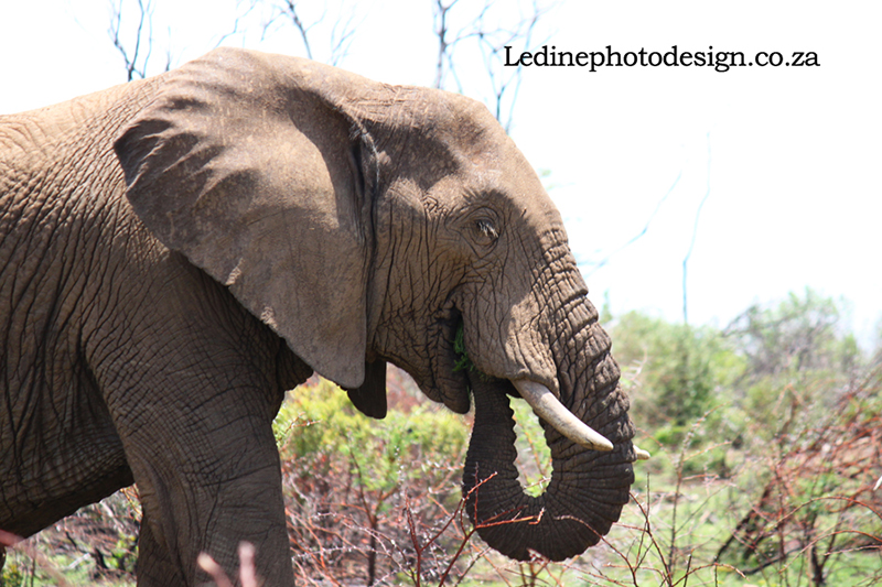 Elephant