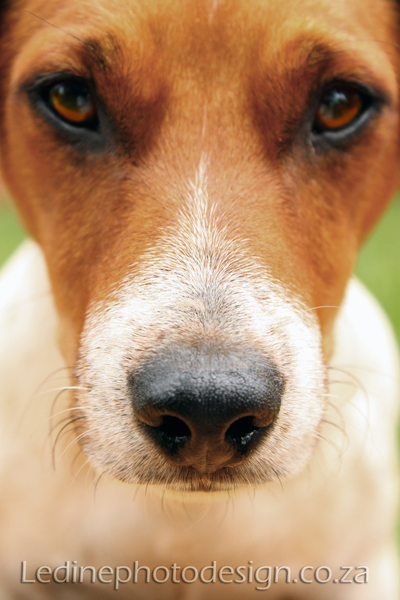 Dog Photography