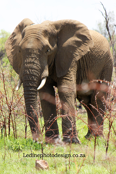 Elephant Standing