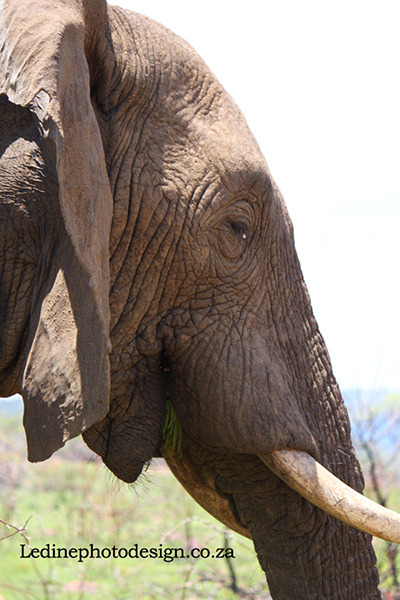 Elephant eye