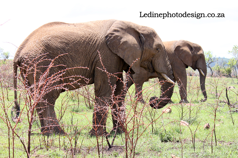 Elephants