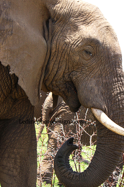 Elephant