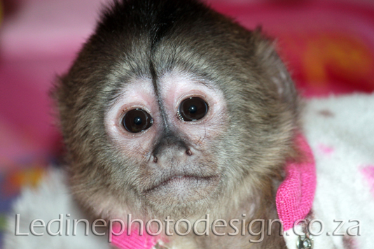 Pet Photography