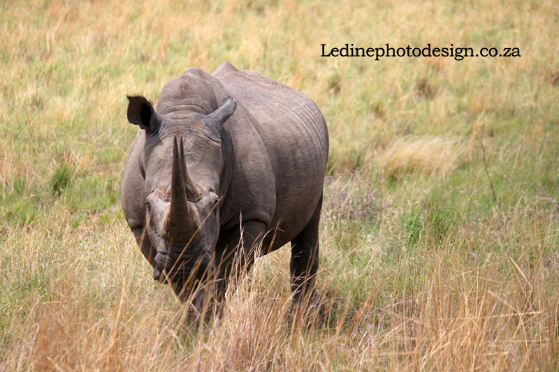 Rhino