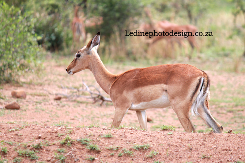 wild buck