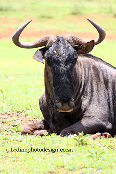 Wildebeest