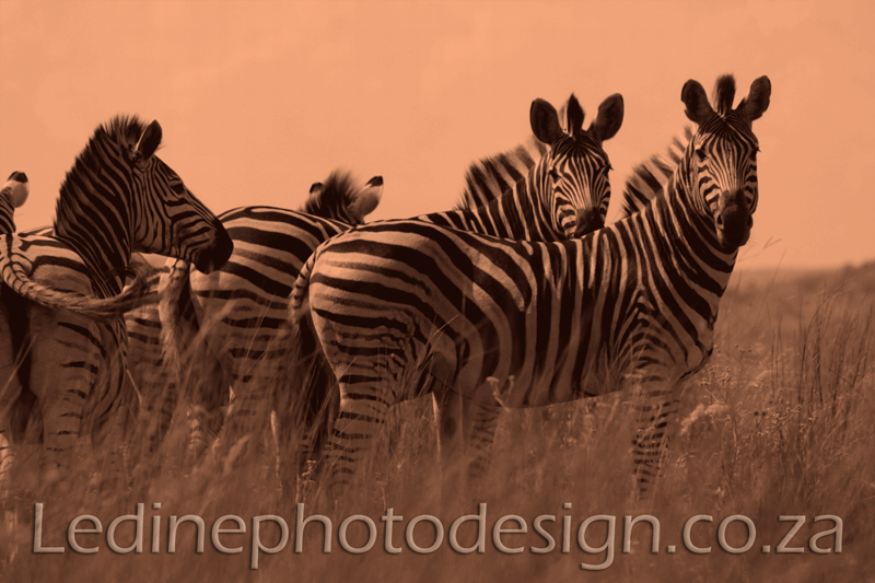 Wildlife Photographer