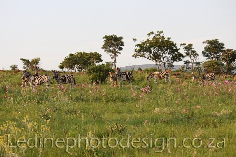 Wildlife Photographers