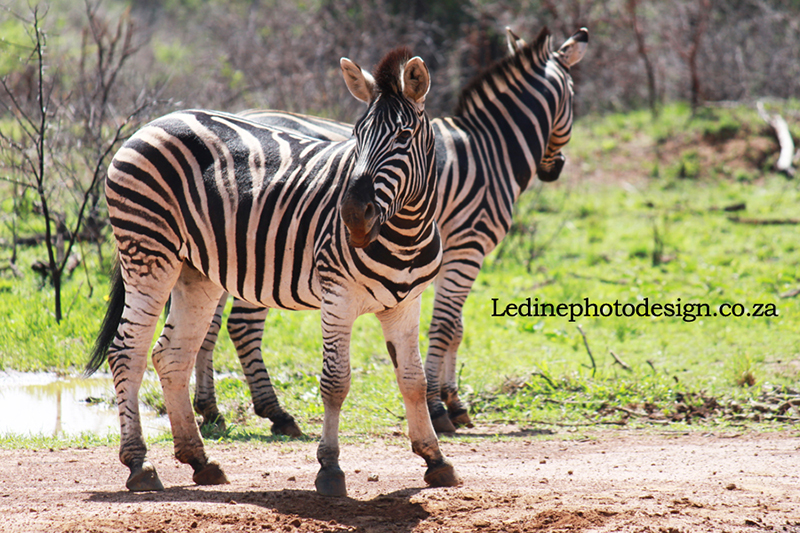 Zebra Photography