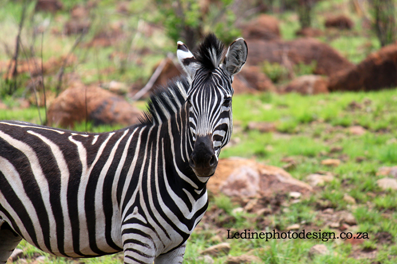 Zebra Photograph