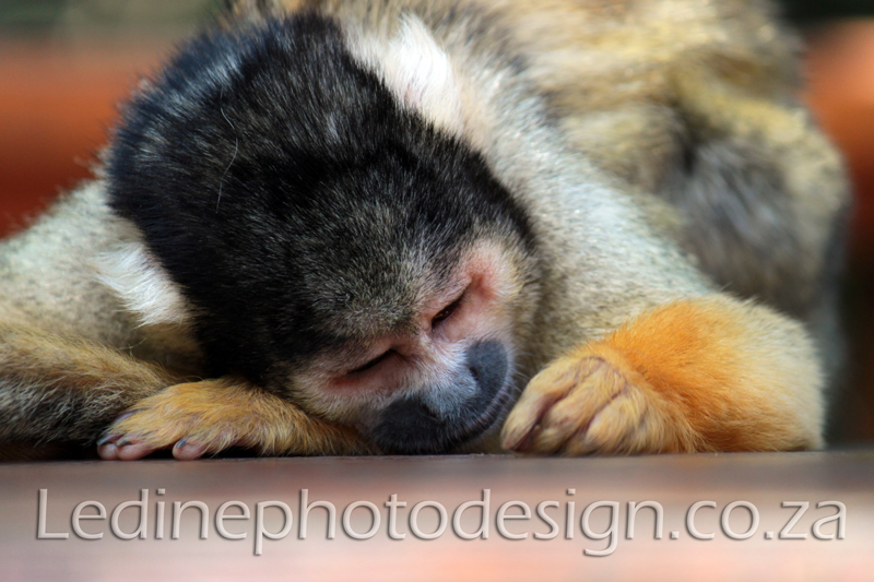 Monkey Photography